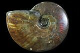 Flashy Red Iridescent Ammonite - Wide #81856-1